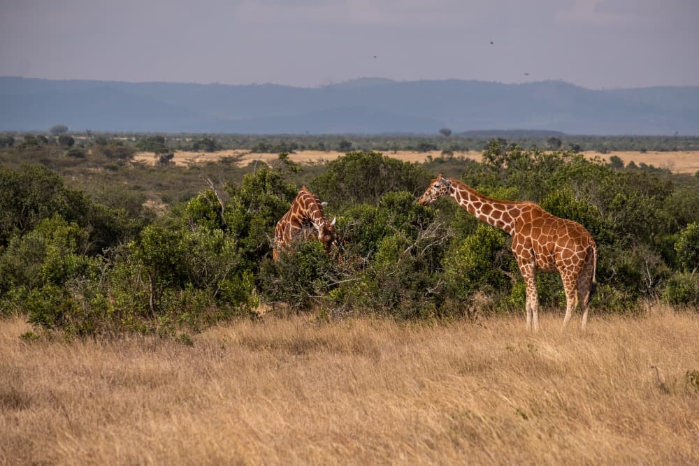Giraffes roaming the African savannah