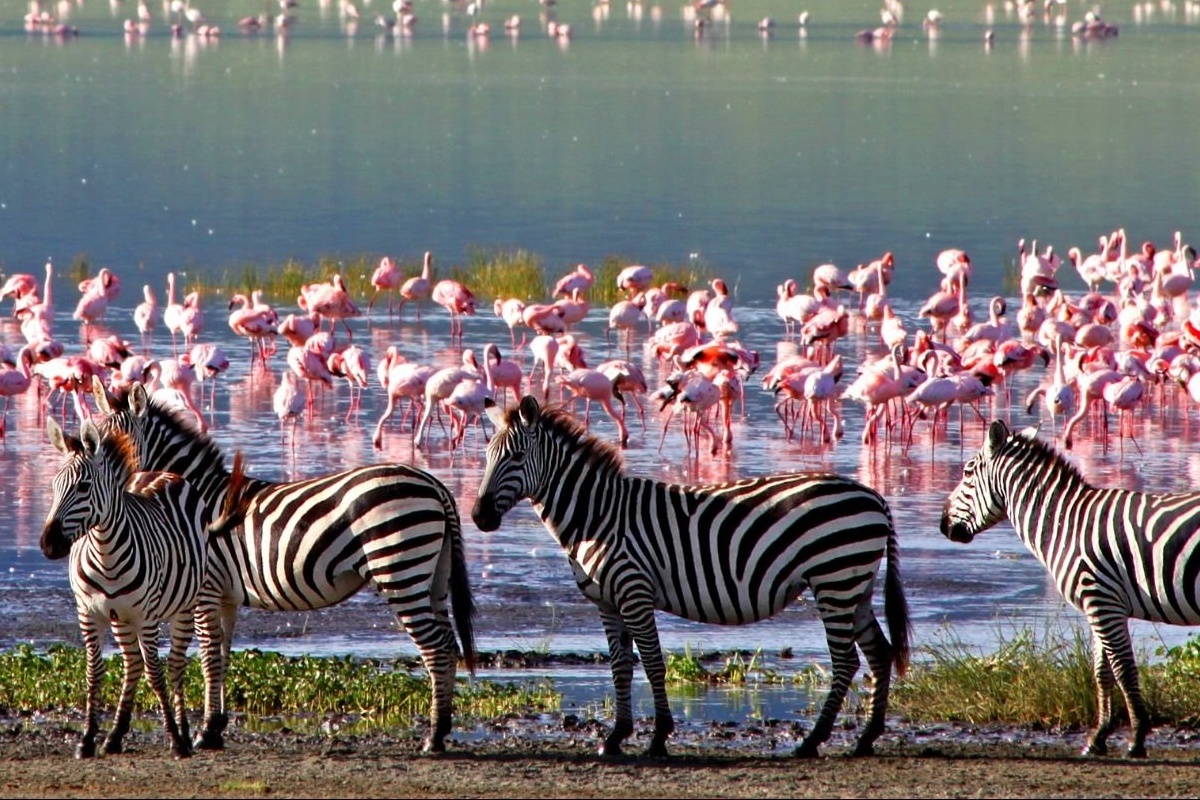 Flamingos at lake Manyara