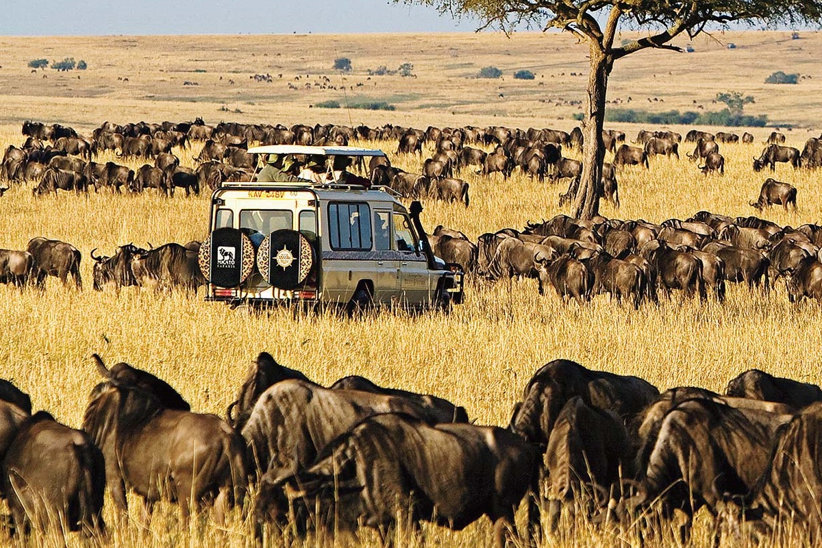 Game drives in Maasai Mara