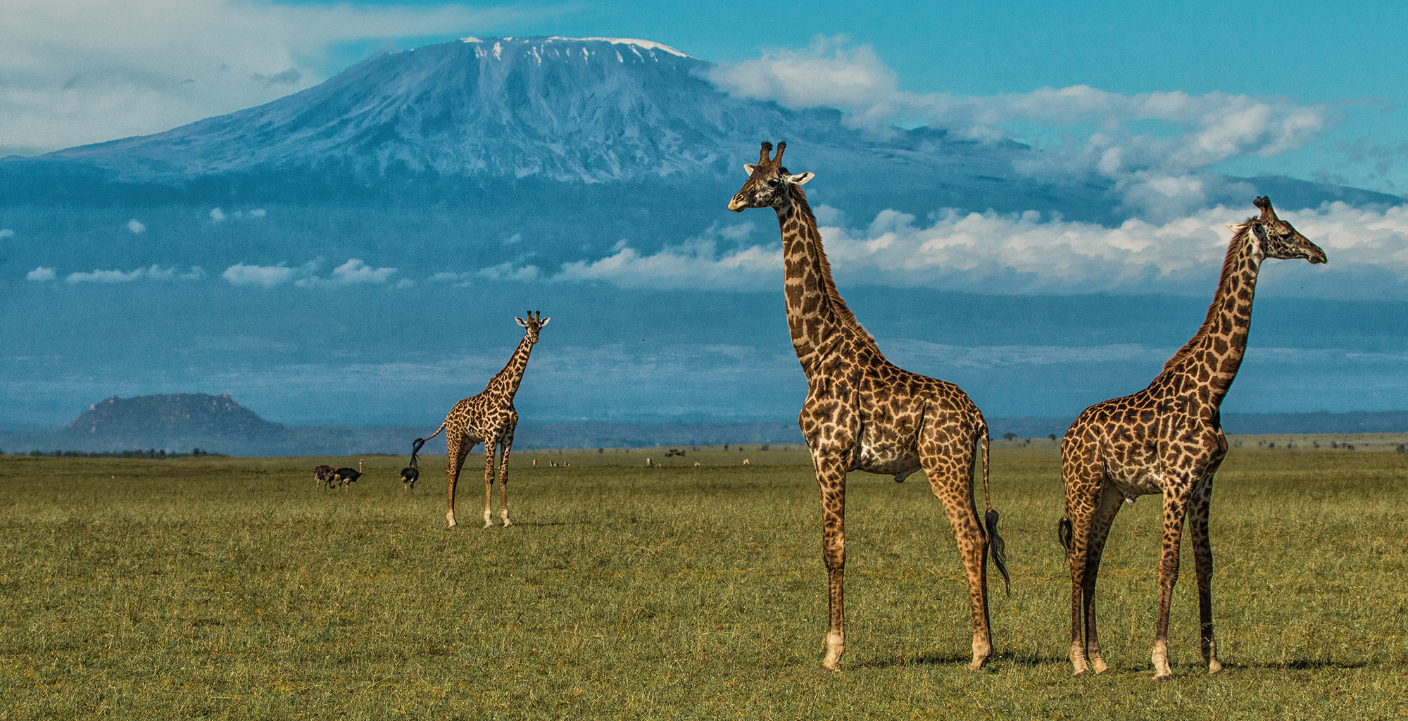 Giraffes grazing in Amboseli national Park with a backdrop of mt kilimanjaro