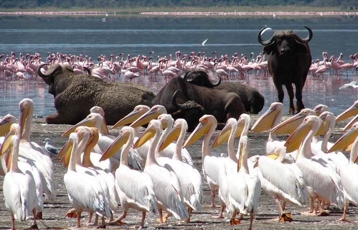 view of buffaloes and flamingos in lake nakuru