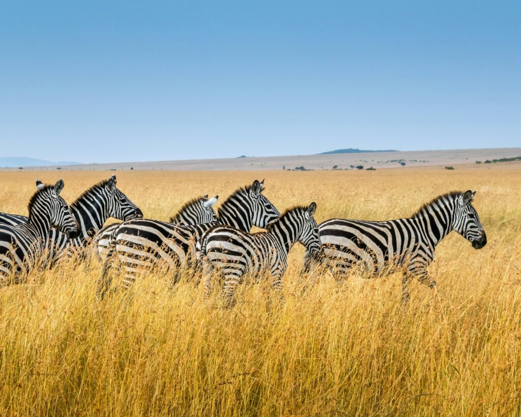 Tanzania Luxurious Wildlife Safari