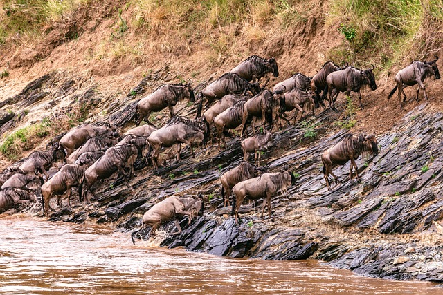 group of wildbeest crossing over Mara River