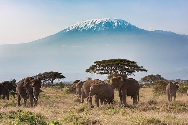 Grazing elephants with a backdrop of mount Kilimanjaro