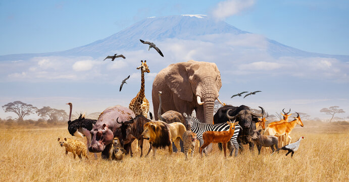 Herd of wild animals grazing against the backdrop of Mount Kilimanjaro.
