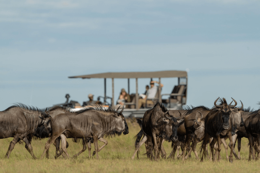 Tourist watching a large herd of wildebeest running across the savannah in a synchronized manner, creating a mesmerizing sight.