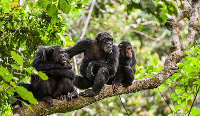 Chimpanzee Trekking on The Mahale Mountains