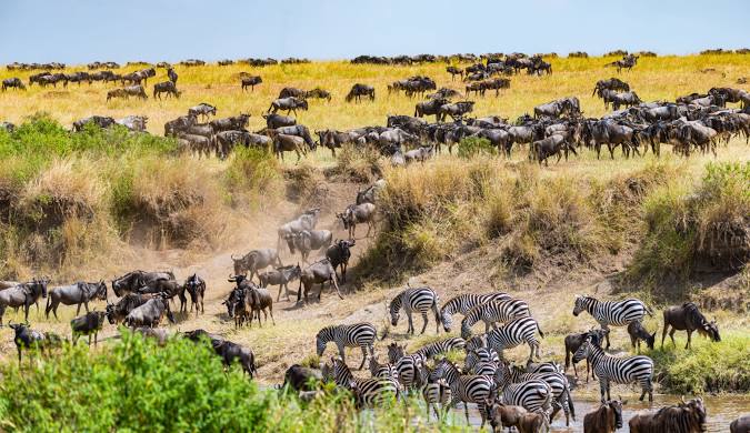 Wiild beasts grazing at Maasai Mara