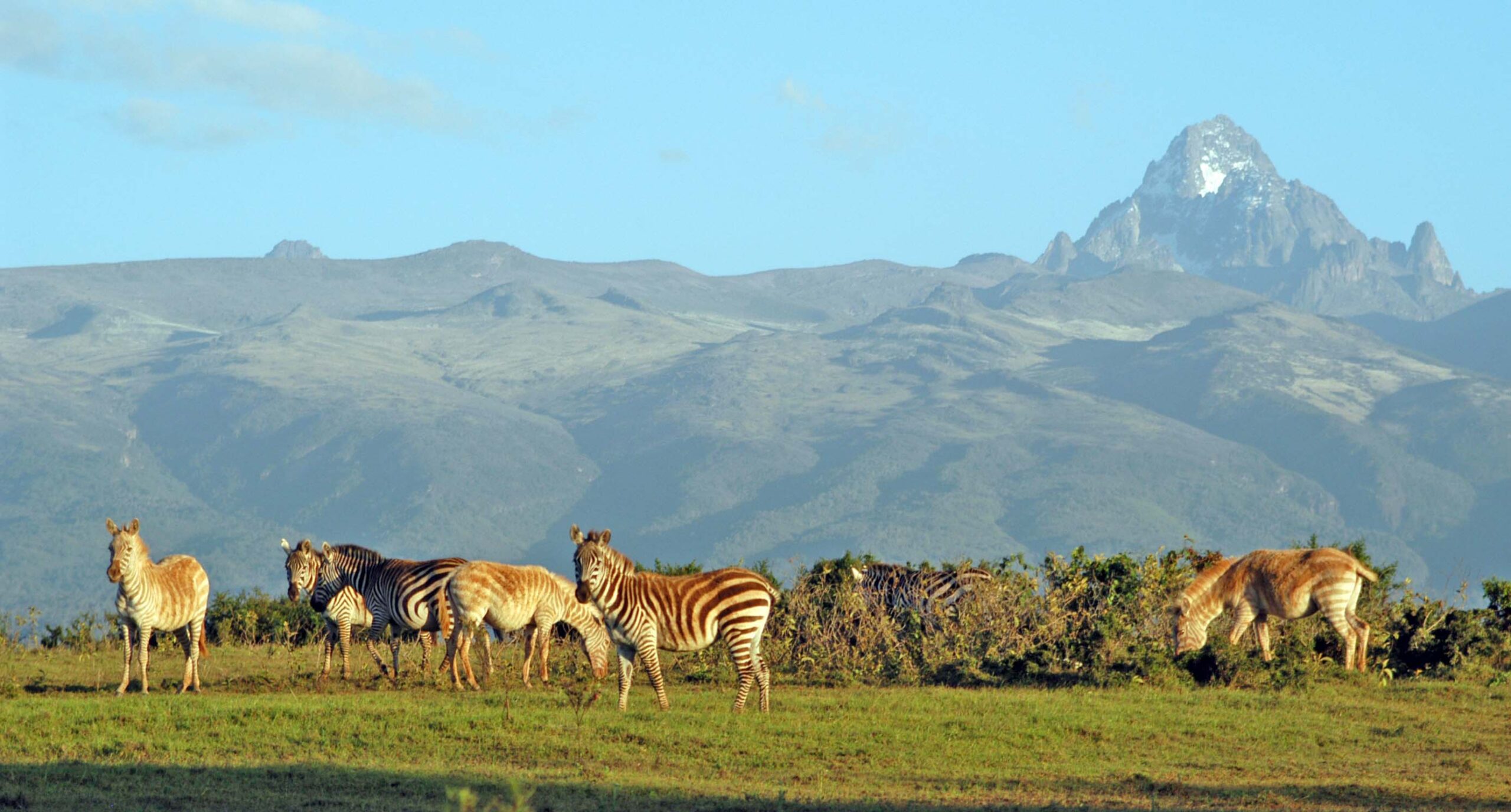 Zebras grazing at mount Kenya National Park