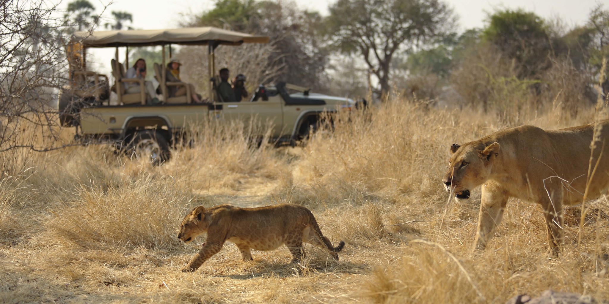lions encounter during Ruaha National Park Safari Tours