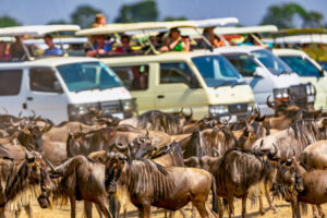 The annual Great Migration of wildebeest and other grazing herbivores across the Serengeti-Mara ecosystem is one of the greatest spectacles in the natural world. About 200 000 zebra and 500 000 Thomson's gazelle ...and one-and-a-half million wildebeest partake to this journey !