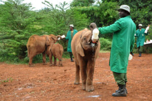 Nairobi, Kenya - September 5, 2014: African ranger man feeding baby elephant (Loxodonta) with milk from the bottle at the orphanage for wild animals