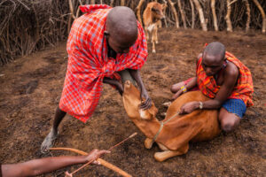 African Masai warriors taking blood from vein in neck of cow to make the traditional Masai blood and milk mixture, Africa.
Maasai tribe inhabiting southern Kenya and northern Tanzania, and they are related to the Samburu.