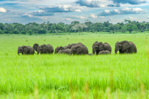 Herd of African elephants (Loxodonta africana) 