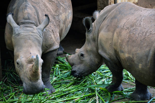 Closeup of rhinos grazing green grasses. Rhinoceros, nose-horned rhino eating grasses