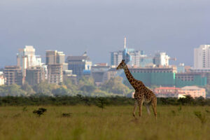 Lone giraffe against backdrop of the Nairobi city skyline – Nairobi national park, Kenya