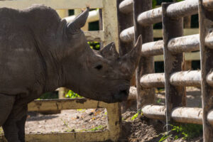 Close-up side view of head of white rhinoceros (Ceratotherium simum, also known as white rhino) standing by fence in a sunny summer day. Selective focus. Animal portrait theme.