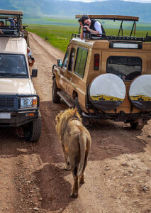 Ngorongoro Crater, Tanzania - January 02, 2014: Tourist takes pictures of Male lion that walks so close to the safari car.