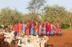 Amboseli, Kenya - March 20, 2014: Maasai women and children waiting to receive guests in their village. Goats in the foreground have spent the night in the village. The women are dressed in colorful kangas and traditional pearl jevellery. The rain have just started and the trees have turned green. The soil have the red color common in Africa.