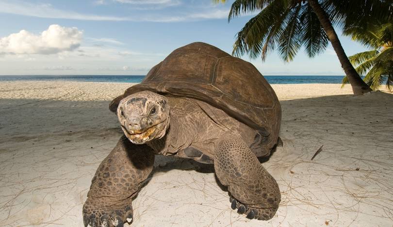 A large tortoise walking on the beach with palm trees. Aldabra Atoll.