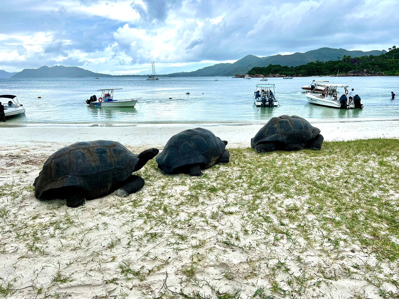 Three tortoises on Seychelles' Anse Volbert beach by boats.