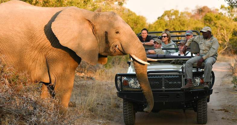 A group of tourists on a safari vehicle observing an elephant in the wild during a classic South Africa safari experience.
