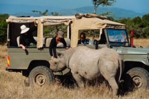 Tourist Touching Rhino during Game Drives In Ol Pejeta Conservancy