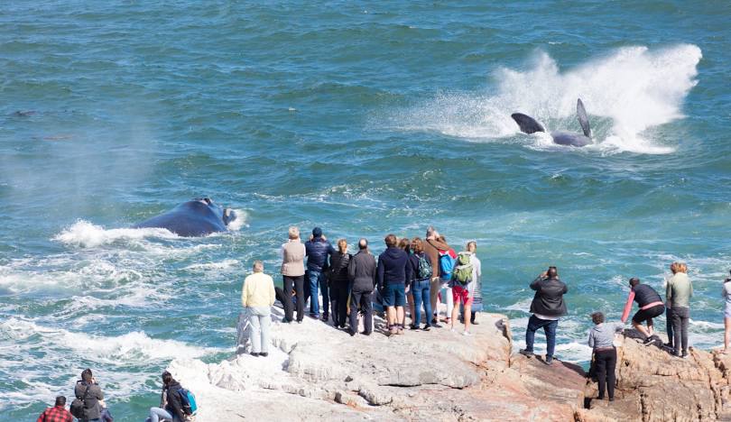 Whale watching in Hermanus