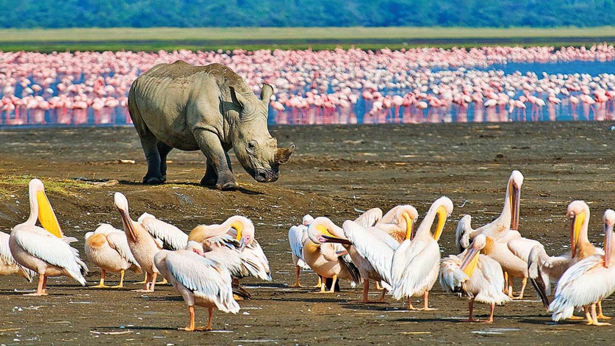 flamingos at lake nakuru