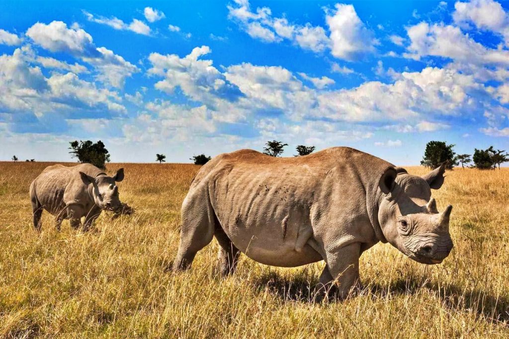 Tour The Ol Pejeta
