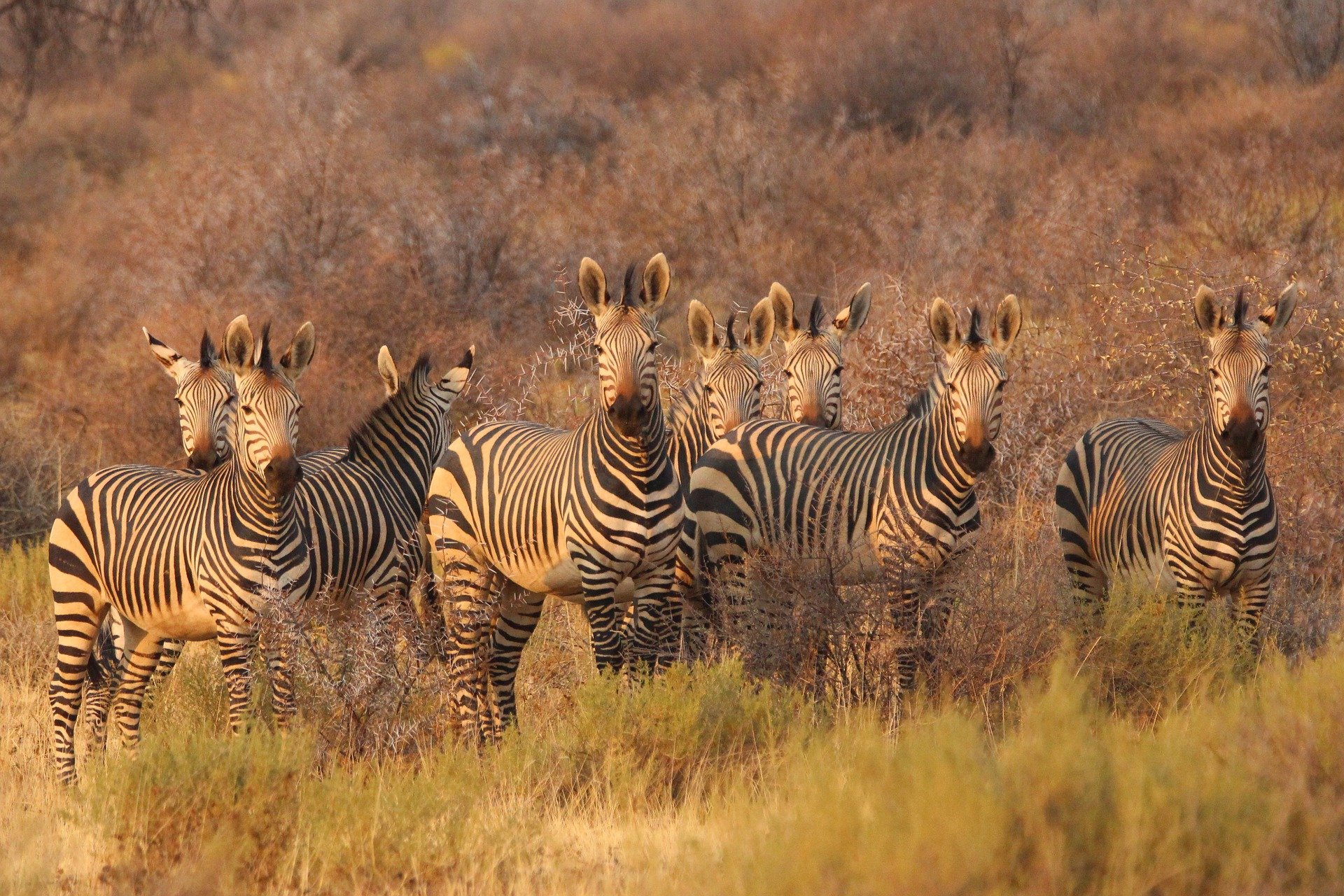 A herd of zebras grazing in a lush field at Kruger National Park, showcasing their distinctive black and white stripes.