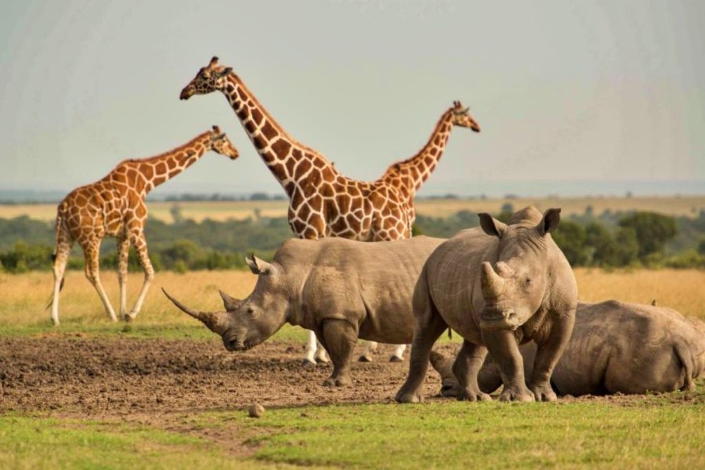 Sweetwaters Safari