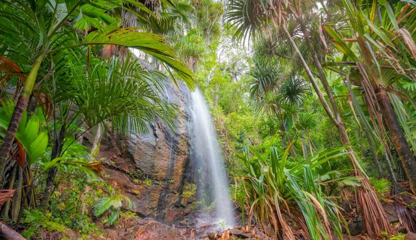 Tourists exploring lush jungle in Vallée de Mai, Praslin, Seychelles.
