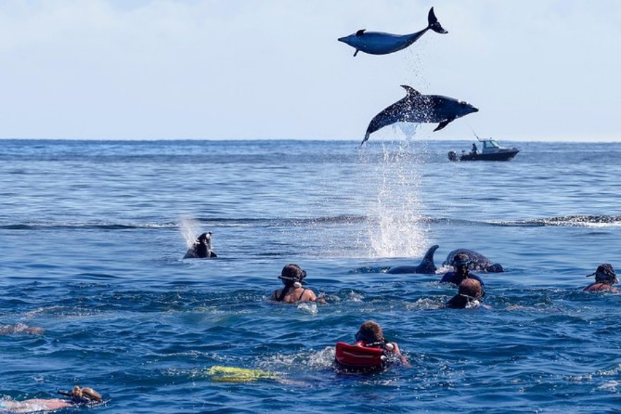 Dolphins leap from the water near Kizimkazi Beach, with people swimming joyfully in the ocean surrounding them.

