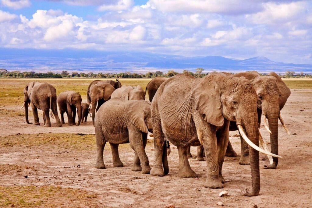 Kenya's Big Five Tour