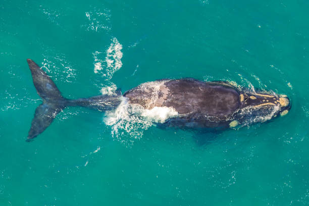 Adult Whale off the shore in St Lucia, South Africa, one of the top Safari Tour destinations. Aerial view. Whale watching during migration between June and November in winter season.