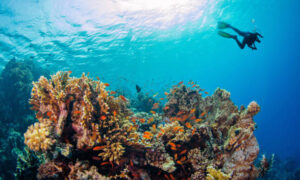 Young man scuba diver exploring coral reef. Underwater fauna and flora, marine life.