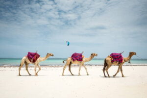 Camels on exotic, tropical beach in Africa, Diani Beach, Kenya or Zanzibar