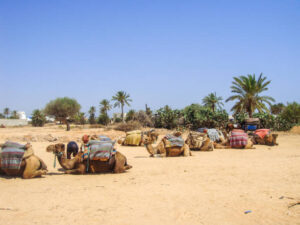 Camels are waiting for tourists to take a ride on Djerba island, Tunisia
