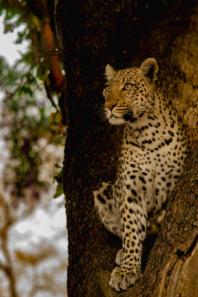 A female leopard scans her surroundings for prey. Moremi Wildlife Reserve, Botswana.