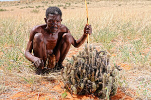 A Kalahari bushman with the famed hoodia gordonii plant used as appetite suppressant by the nomadic tribes of the Kalahari.