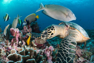 feeding sea turtle on coral reef surrounded by fish