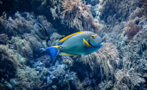 Blue and yellow tropical fish swimming in salt water in coral reef. Underwater view. Yellowfin Surgeonfish. Side view of beautiful fish in the Indian Ocean. Acanthurus xanthopterus.