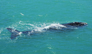 "A Southern Right Wale basking in the sparkling Emerald seas off the CapeHermanus, Western CapeSouth Africa"