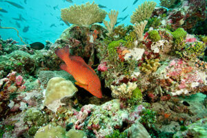 fish and corals on a colourful reef