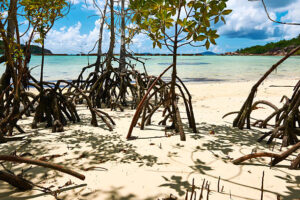 Mangroves at low tide, Seychelles