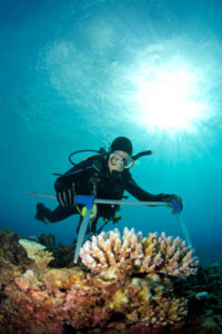marine biologist measures bleached coral