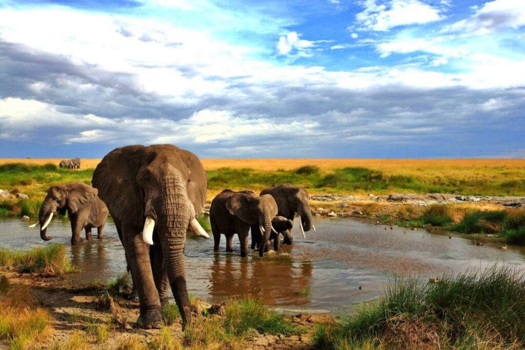 Maasai Mara Safari